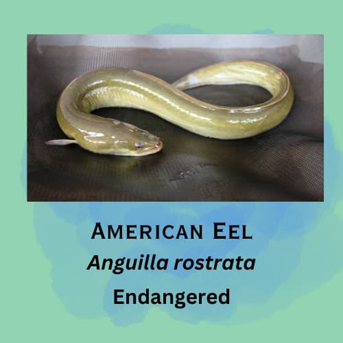 American Eel featured in episode 16