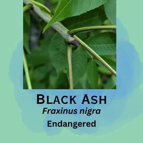 Black Ash featured in episode 9