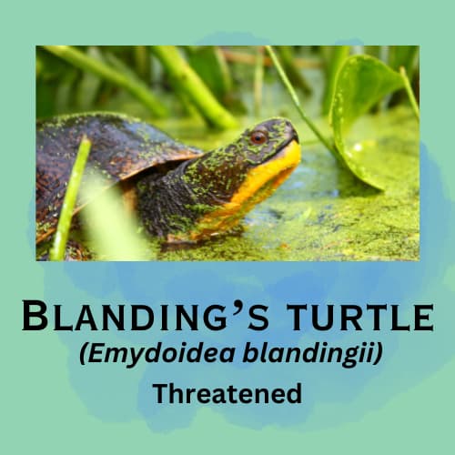 Blanding's Turtle featured in episode 6