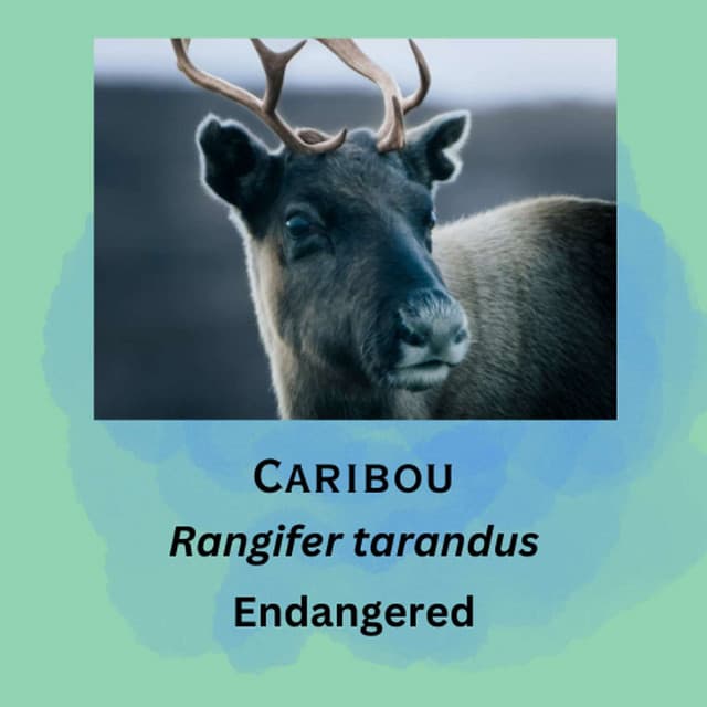 Caribou featured in episode 25