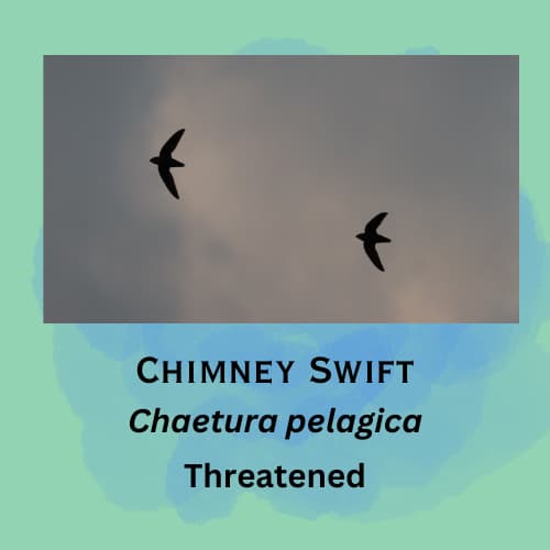 Chimney Swift featured in episode 18