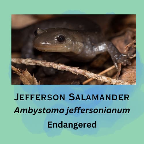 Jefferson Salamander featured in episode 20