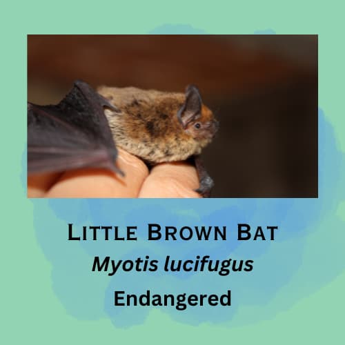Little Brown Bat featured in episode 13