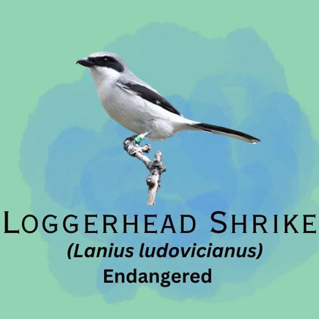 Loggerhead Shrike featured in episode 1