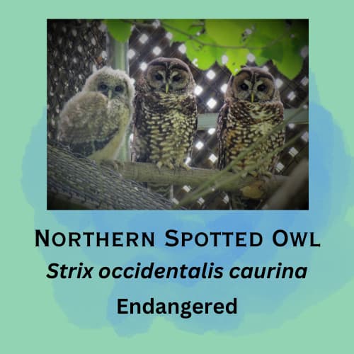 Northern Spotted Owl featured in episode 22