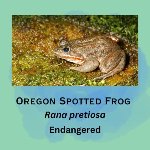 Oregon Spotted Frog featured in episode 12