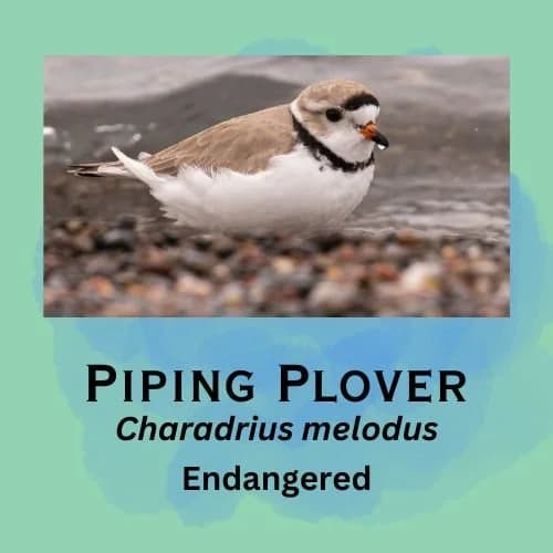 Piping Plover featured in episode 7