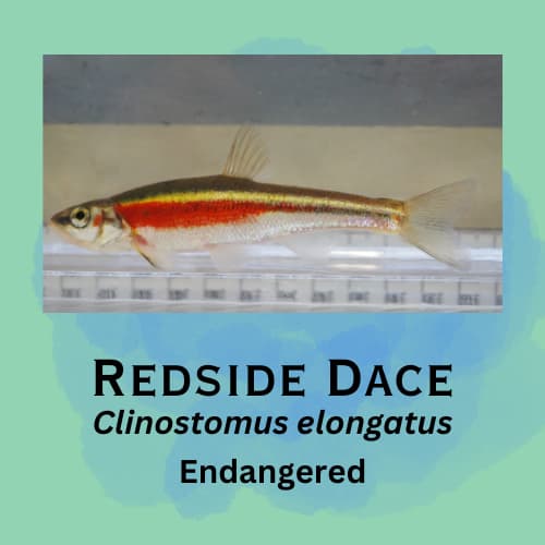 Redside Dace featured in episode 8