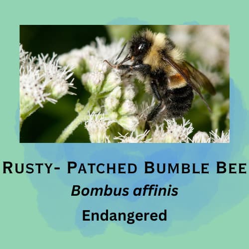 Rusty-Patched Bumble Bee featured in episode 11