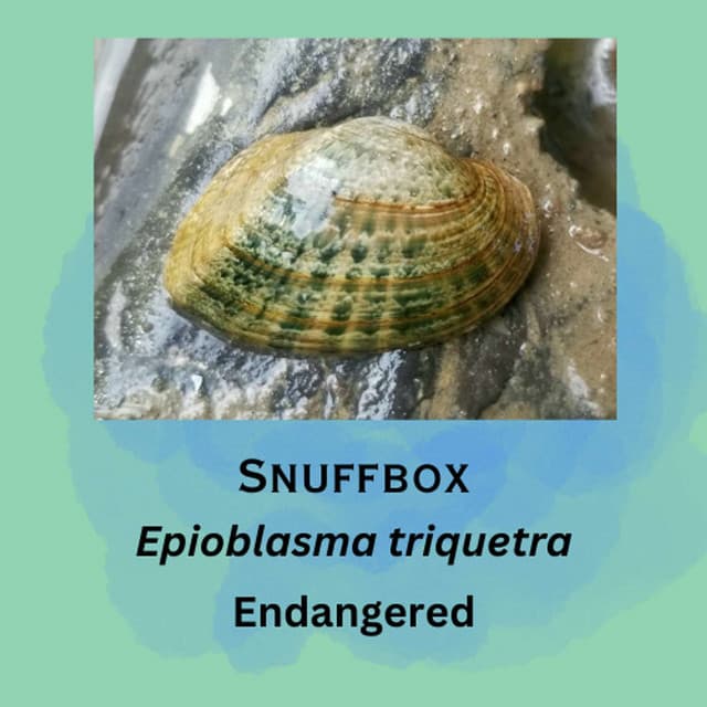 Snuffbox featured in episode 24