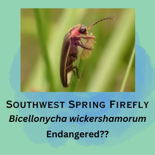 Southwest Spring Firefly featured in episode 21
