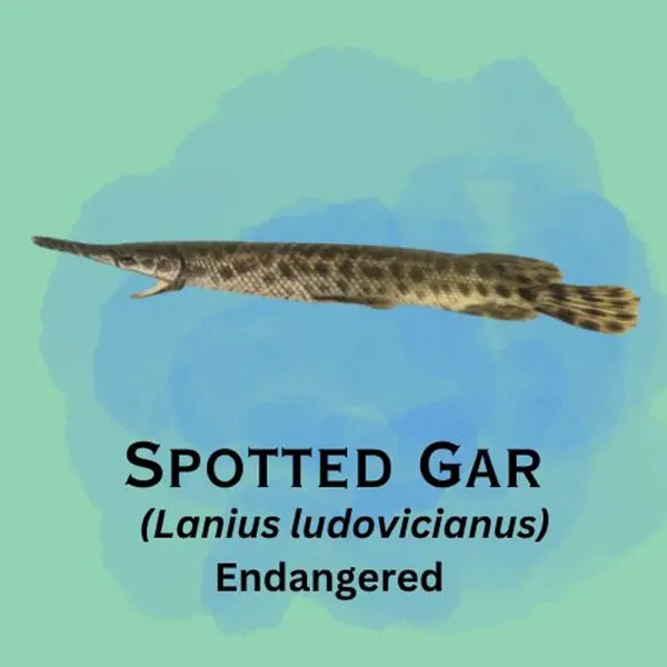Spotted Gar, an endangered fish with distinctive spots