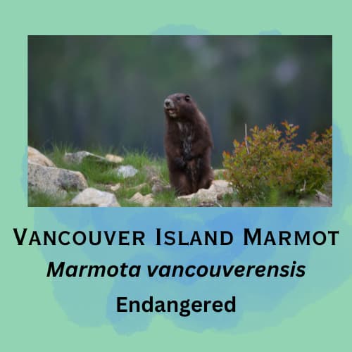 Vancouver Island Marmot featured in episode 19