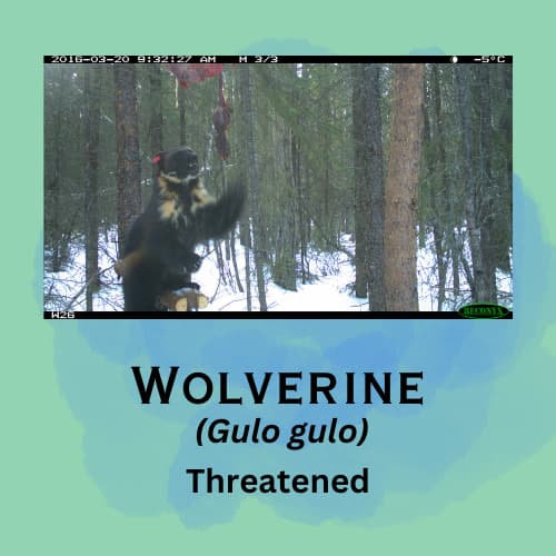 Wolverine featured in episode 5