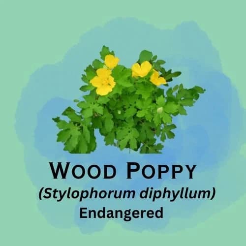 Wood Poppy featured in episode 4